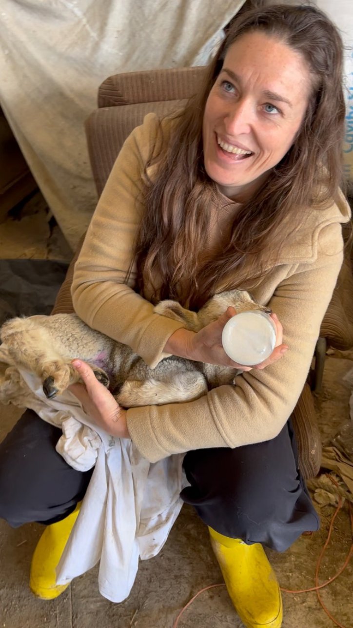 Photograph of an adult woman seated indoors holding a lamb.