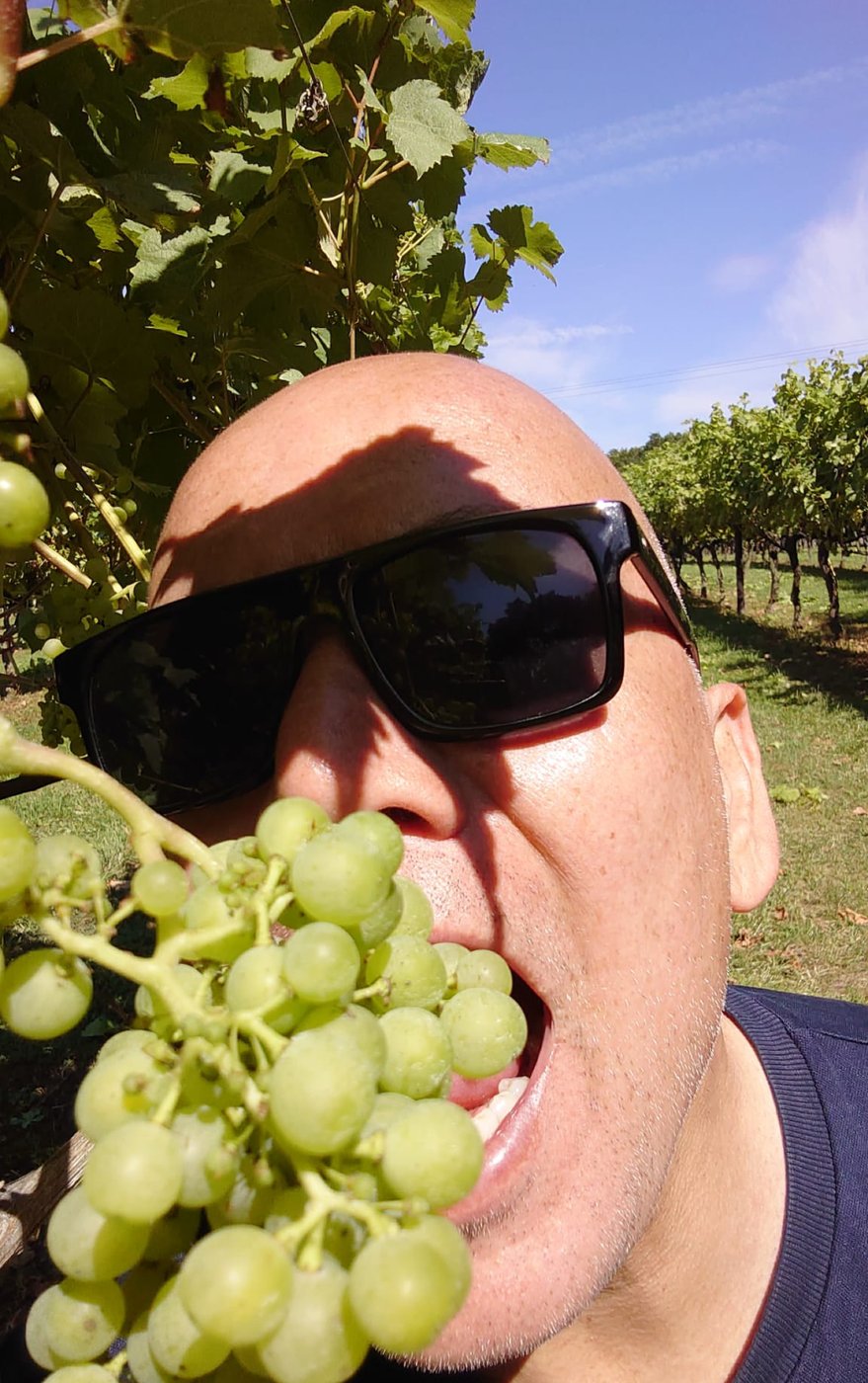 An adult visitor holding grapes in a vineyard.